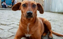 Caramelo, cachorro comunitário de SP, é baleado 10 vezes