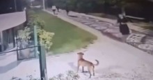 URGENTE: Surgem novas imagens da brutalidade contra cãozinho em SC (veja o vídeo)