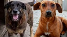 O país da indignação virtual: Os casos dos cães Orelha e Caramelo