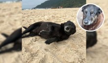 Morre Pretinha, a companheira do cão Orelha