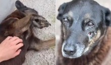 Laudo pericial após exumação do cão Orelha causa reviravolta no caso