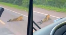 Onça pintada atropelada se arrasta por rodovia antes de morrer e acende alerta