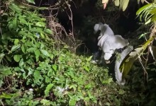 Idoso tenta retirar colmeia em terreno baldio e morre atacado por abelhas