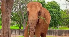 Em Brasília, mulher em "surto" invade área de elefante