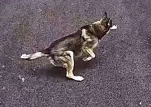 Cão salva vida de criança de 6 anos e viraliza nas redes sociais (veja o vídeo)