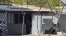 Cão do Senado Federal ataca e mata veterinária em Brasília