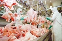Exportação de carne de frango