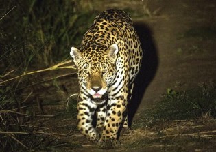 Cutucando a onça: Os ataques do animal na região do Pantanal
