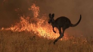 Estimativa assombrosa aponta 1,25 bilhão de animais mortos na Austrália, devido às queimadas