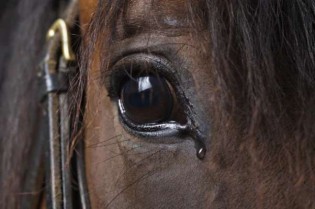 Documentário denuncia esquema cruel de abate de cavalos para exportação na Argentina