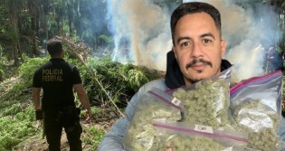 Para a tristeza de Marcelo D2 e Cia, PF destrói 875 mil pés de maconha