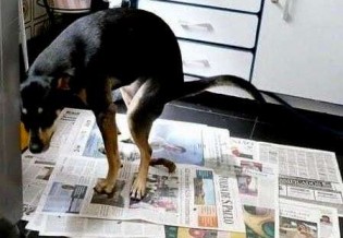 Globo lixo e Folha de S.Paulo - os jornais PETs passam vergonha perante o mundo! (veja o vídeo)