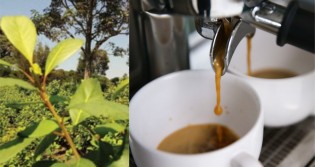 Clínica americana choca o mundo ao recomendar bebida brasileira como alternativa ao café