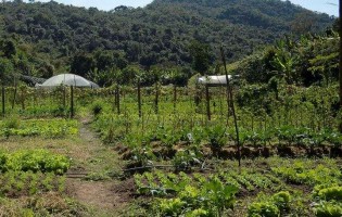 No interior de São Paulo, “ladrão” é laçado por vaqueiro e pendurado em árvore