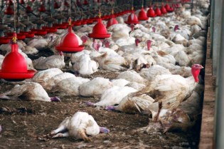 Novos focos de gripe aviária deixam país em alerta e campanha emergencial é lançada