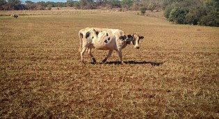 Concorrência desleal pode arrasar importante setor do agro (veja o vídeo)