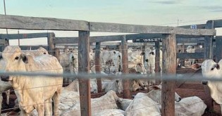 Acidente mata mais de 80 bois eletrocutados