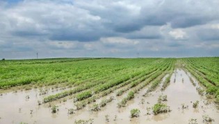 O pior acontece e produção de alimentos vai sofrer grande revés no Sul