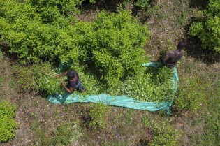 ONU revela que a Colômbia quebrou recorde na produção de cocaína em 2023