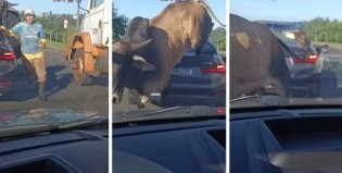 Touro sai em disparada em plena rodovia e faz estrago em BMW (veja o vídeo)
