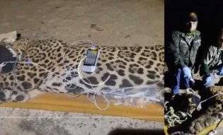 Onça que teria devorado caseiro é capturada no Pantanal e detalhe assustador é revelado