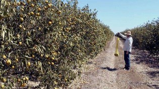 Fim do suco de laranja? Peste devastadora pode atingir mais de 100 milhões de laranjeiras (veja o vídeo)