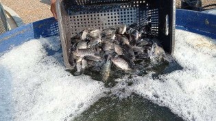 Agro pressiona e Governo Lula suspende lista que considerava peixe como "espécie invasora"