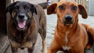 O país da indignação virtual: Os casos dos cães Orelha e Caramelo