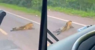 Onça pintada atropelada se arrasta por rodovia antes de morrer e acende alerta