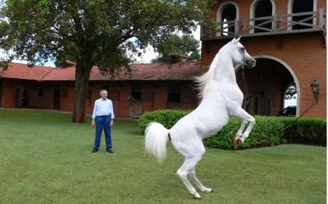 Haras El Zahran