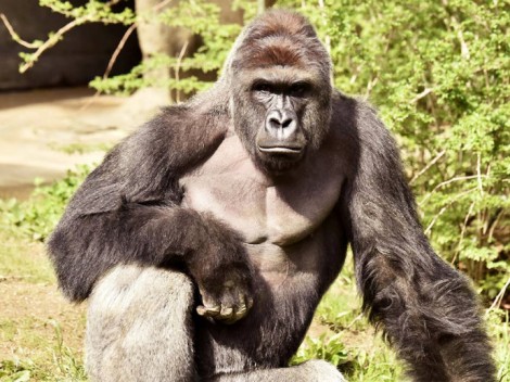 Vídeo revela que gorila morto em zoológico aparentava cuidar da criança