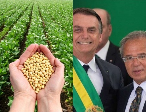 Brasil deve se tornar o maior produtor de soja do mundo em 2020, ultrapassando os EUA