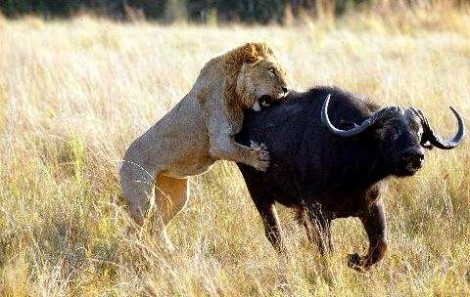 Por que o búfalo não é o "rei da selva"? Na política não é diferente...