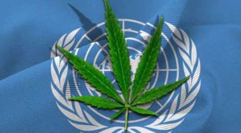 Comissão da ONU retira cannabis da lista de drogas mais perigosas