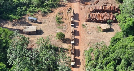 Operação da PF bate novo recorde e faz a maior apreensão de madeira ilegal da história (veja as fotos)