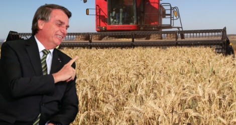Brasil surpreende o mundo, caminha para autossuficiência e vai se tornar exportador de trigo (veja o vídeo)