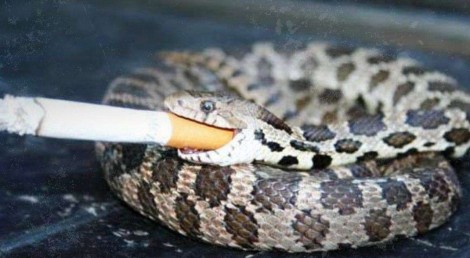 AO VIVO: A cobra vai fumar: PL pede anulação das eleições (veja o vídeo)