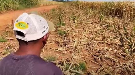 Devastação gigante de plantação de milho ocorre e o motivo aterroriza agricultores