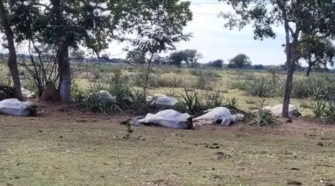 Pecuarista toma decisão desesperada para salvar gado da morte pelo frio