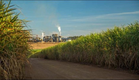 Estado de SP recebe notícia impactante sobre investimentos de gigante da agroindústria