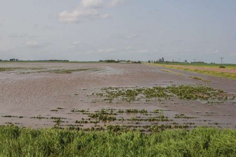 Com perdas totais, gigantesca crise alimentar deve se abater sobre o RS