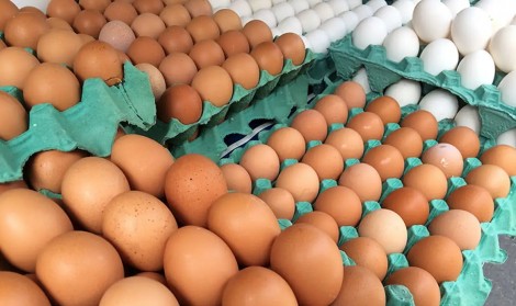 Mais de 450 toneladas de ovos são descartados