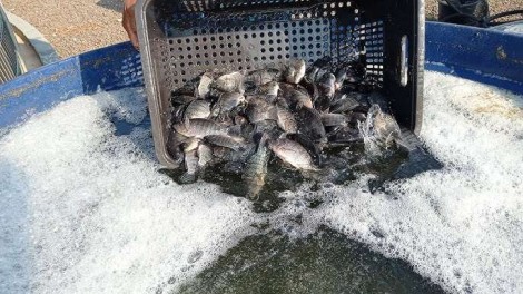 Agro pressiona e Governo Lula suspende lista que considerava peixe como "espécie invasora"