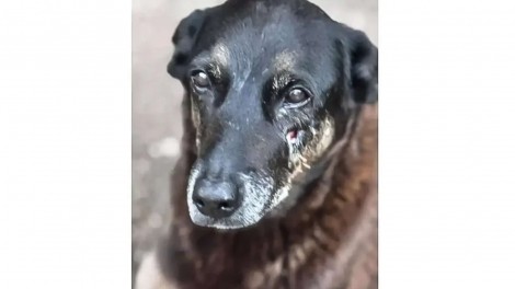 Justiça manda exumar corpo de Orelha, cão comunitário que morreu na Praia Brava